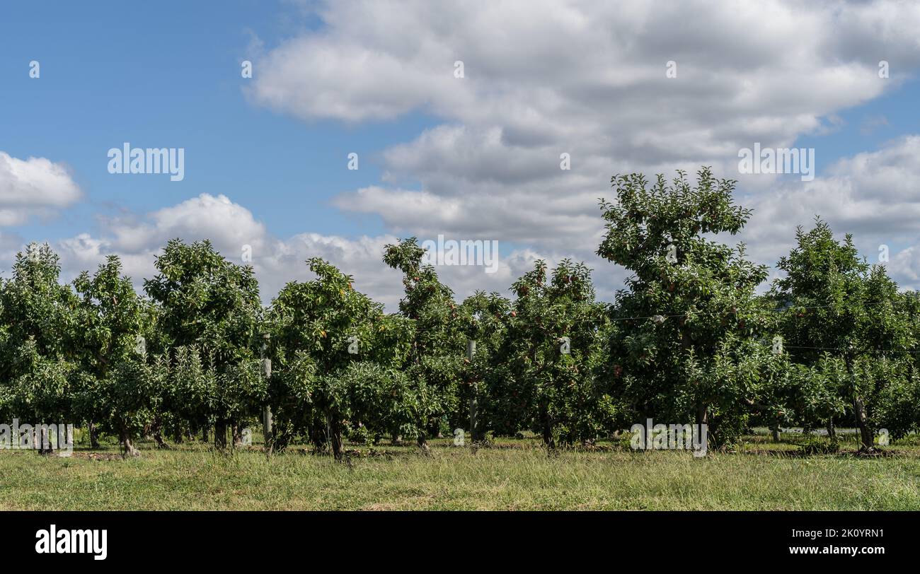 Reihen von Apfelbäumen mit blauem Himmel im Orchard in Lancaster County, Pennsylvania Stockfoto