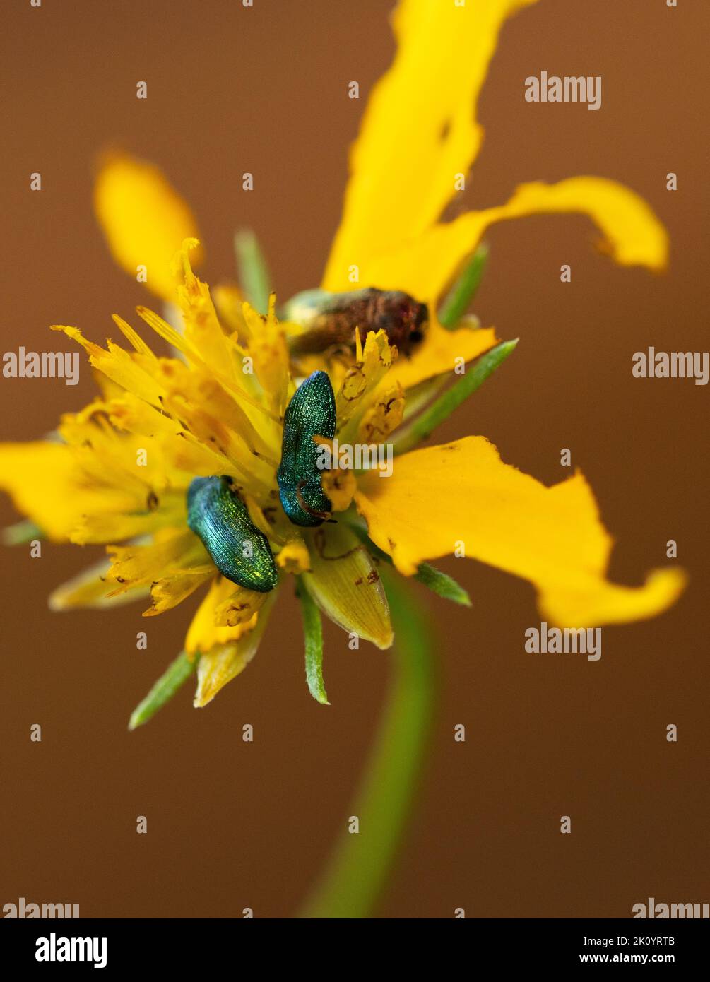 Die schillernden grünen weiblichen glitzernden Edelkäfer werden von gelben Blüten wie dieser Ringelblume angezogen. Sie fressen die Blütenblätter und verbreiten Pollen Stockfoto