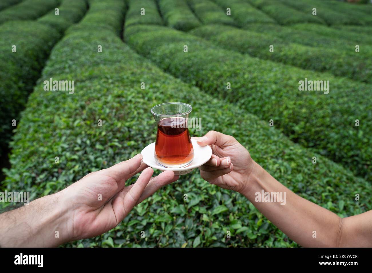 Vorderansicht Nahaufnahme von zwei Personen, die ein traditionelles Glas türkischen schwarzen Tees mit Reihen von Teeplantagen auf grünen terrassenförmigen Hügeln im Hintergrund genießen Stockfoto