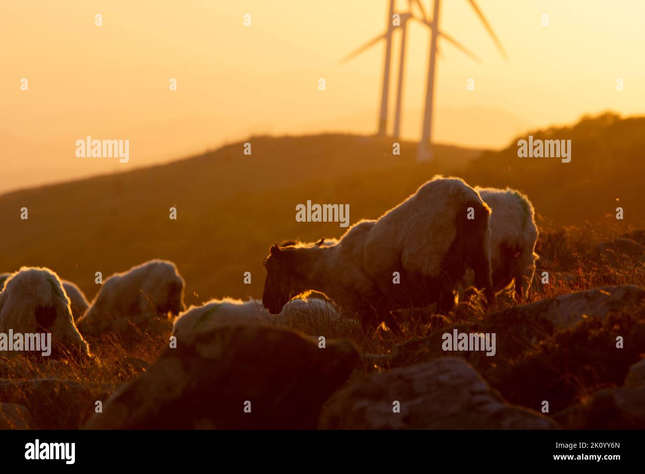 Schafe, die bei Sonnenuntergang in den Bergen des Baskenlandes aufrasen Stockfoto