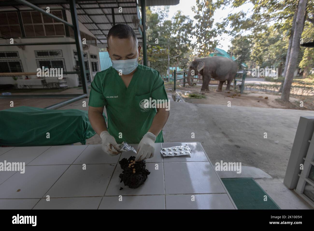 Tierarzt stopft im Friends of the Asian Elephant Hospital einen Tamarindenball mit Vitaminpillen für Elefant Chand Nuan. Das Friends of the Asian Elephant Hospital im Norden Thailands ist das erste Elefantenkrankenhaus der Welt. Seit 1993 behandelt sie Elefanten mit Beschwerden, die von Augeninfektionen bis zu Landminenverletzungen reichen. Stockfoto