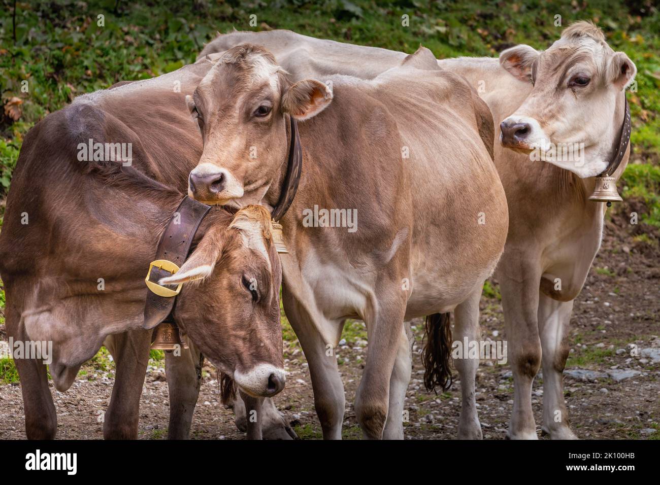 Schweizer Kühe in der Alpenlandschaft, Gran Paradiso, Norditalien Stockfoto