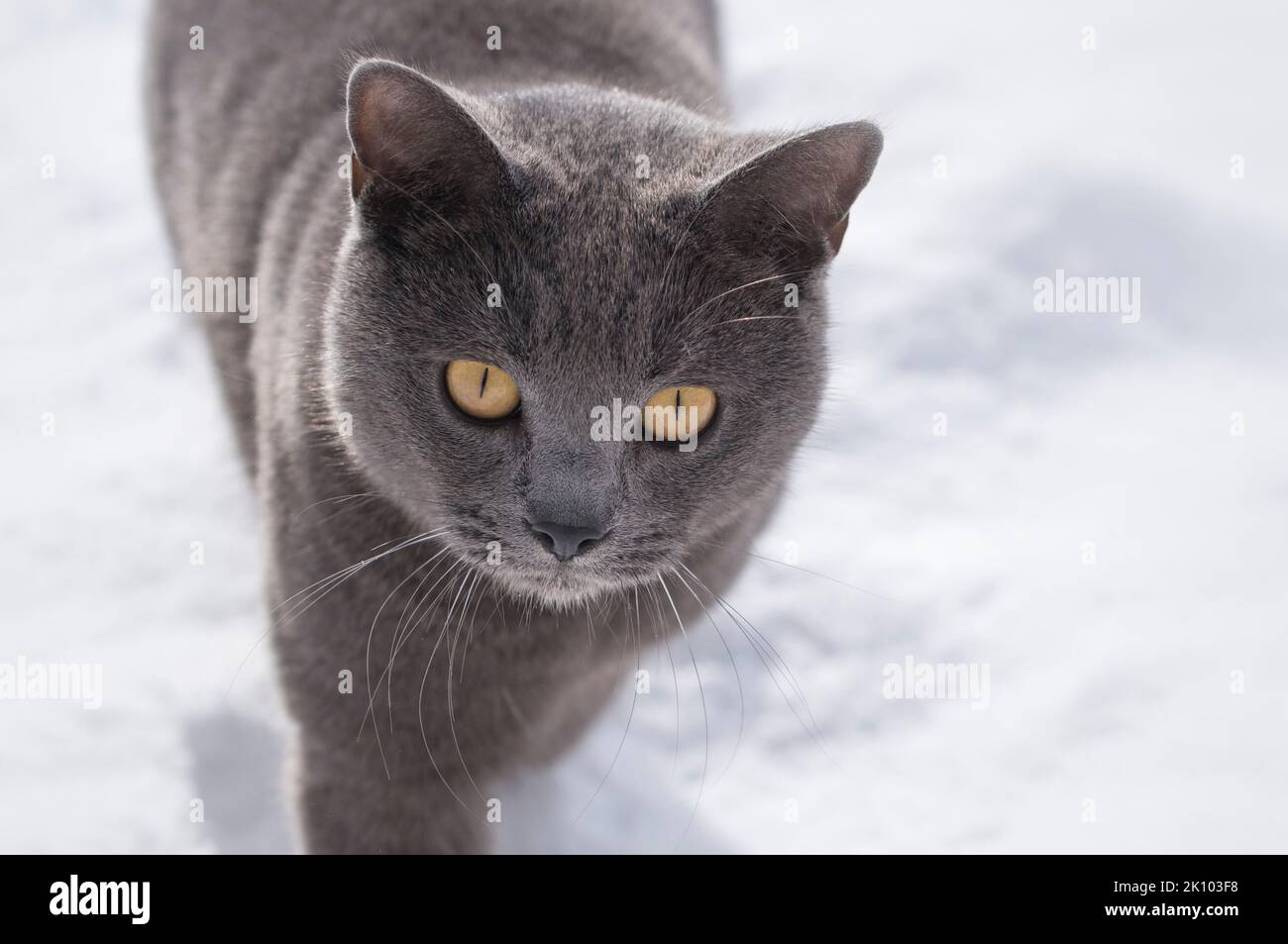 Portait von Chartreux Katze auf schneebedecktem Hintergrund Stockfoto