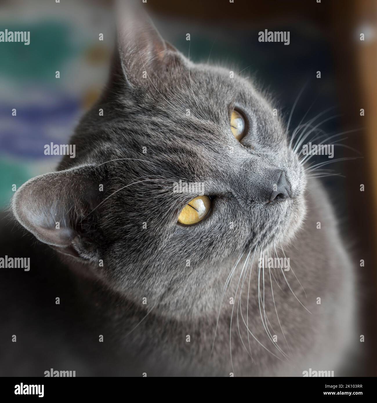 Eine Portait der Chartreux Katze Stockfoto