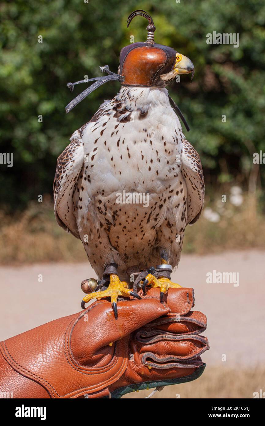 Der Kapuzenfalken (Falco Peregrinus), der beim Transport eine Kapuze trägt, um die Augen zu bedecken, sitzt auf dem Lederhandschuh eines Falkenexperten. Nahaufnahme Stockfoto
