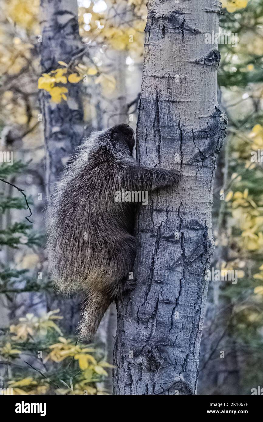 Ein großes Stachelschwein, das auf einem Baum im Wald in Alaska klettert Stockfoto