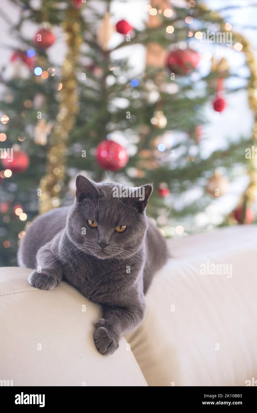 Chartreux Katze ruht auf einem Sofa vor einem verschwommenen weihnachtsbaum im Hintergrund Stockfoto