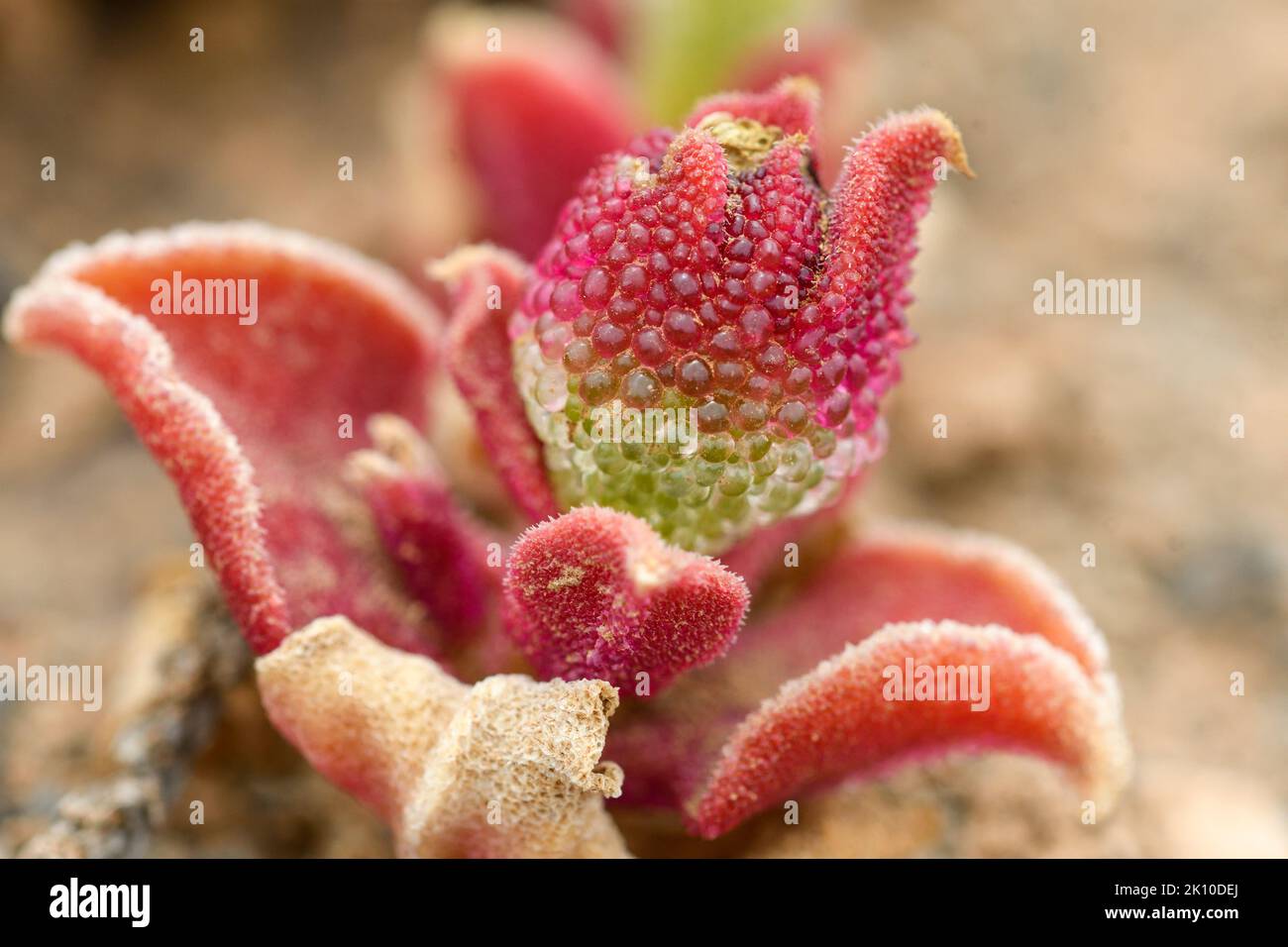 Nahaufnahme von mesembryanthemum crystallinum Stockfoto
