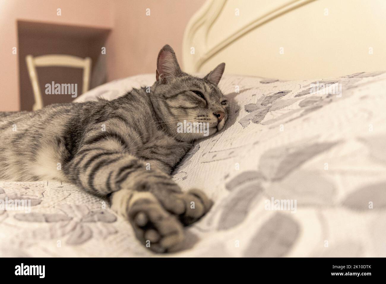 Hauskatze schläft bequem auf dem großen Bett zu Hause Stockfoto