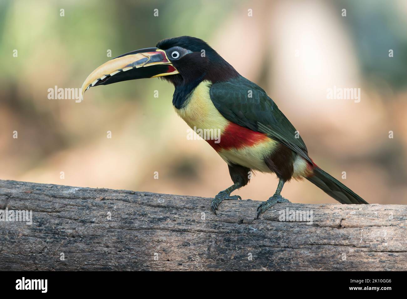 Kastanienohrige Aracari, Pteroglossus castanotis, ein Vogel, der auf einem Holzzaun thront, Pantanal, Brasilien Stockfoto