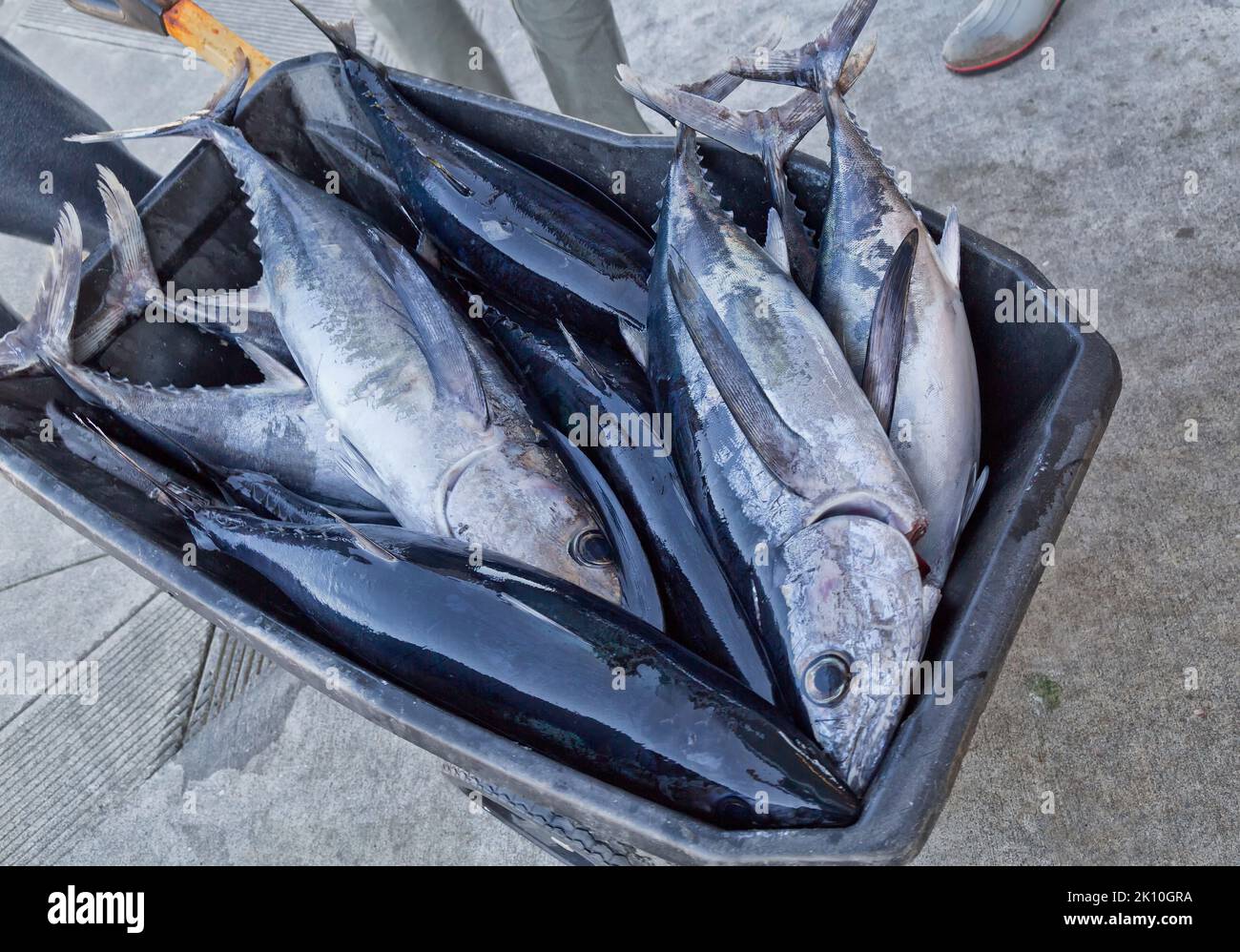 Thunfisch, Thunnus alalalunga, Transportwagen für die Verarbeitung, Stockfoto