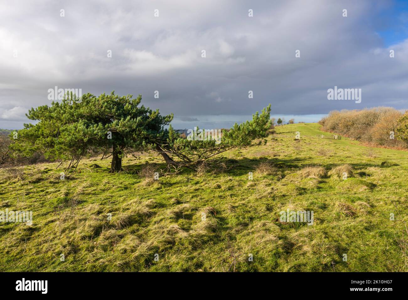 Dolebury Warren in der Mendip Hills National Landscape im Spätherbst, North Somerset, England. Stockfoto