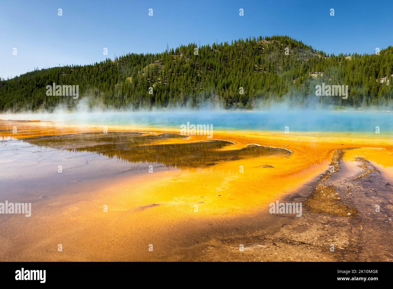 Leuchtend orangefarbene Thermophile, die aus den kochenden Gewässern der Grand Prismatic Spring im Midway Geyser Basin herausgreifen. Yellowstone-Nationalpark, Wyom Stockfoto