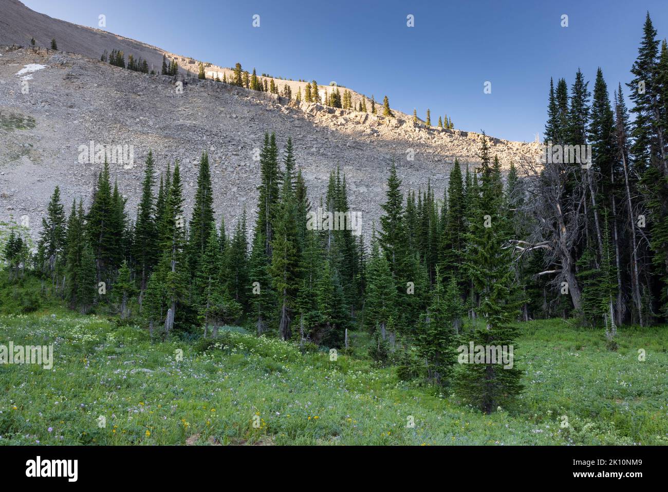 Eine steile und felsige Klippe, die sich über eine mit Wildblumen gefüllte Wiese entlang des Rendezvous Mountain Trail erhebt. Grand Teton National Park, Wyoming Stockfoto