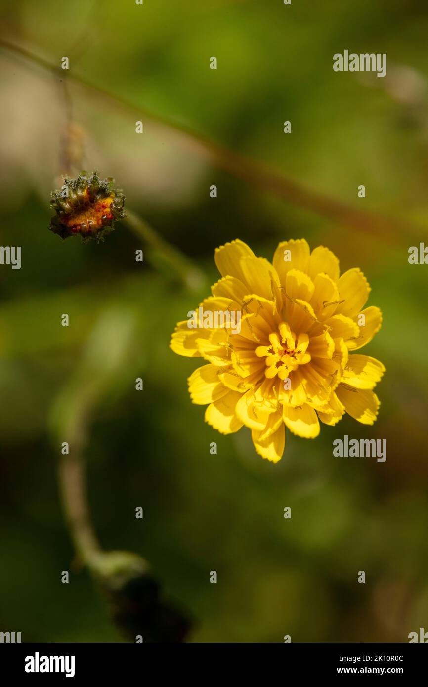 Natürliches Blumenporträt von Crepis capillaris, glatte Crepis, Stockfoto