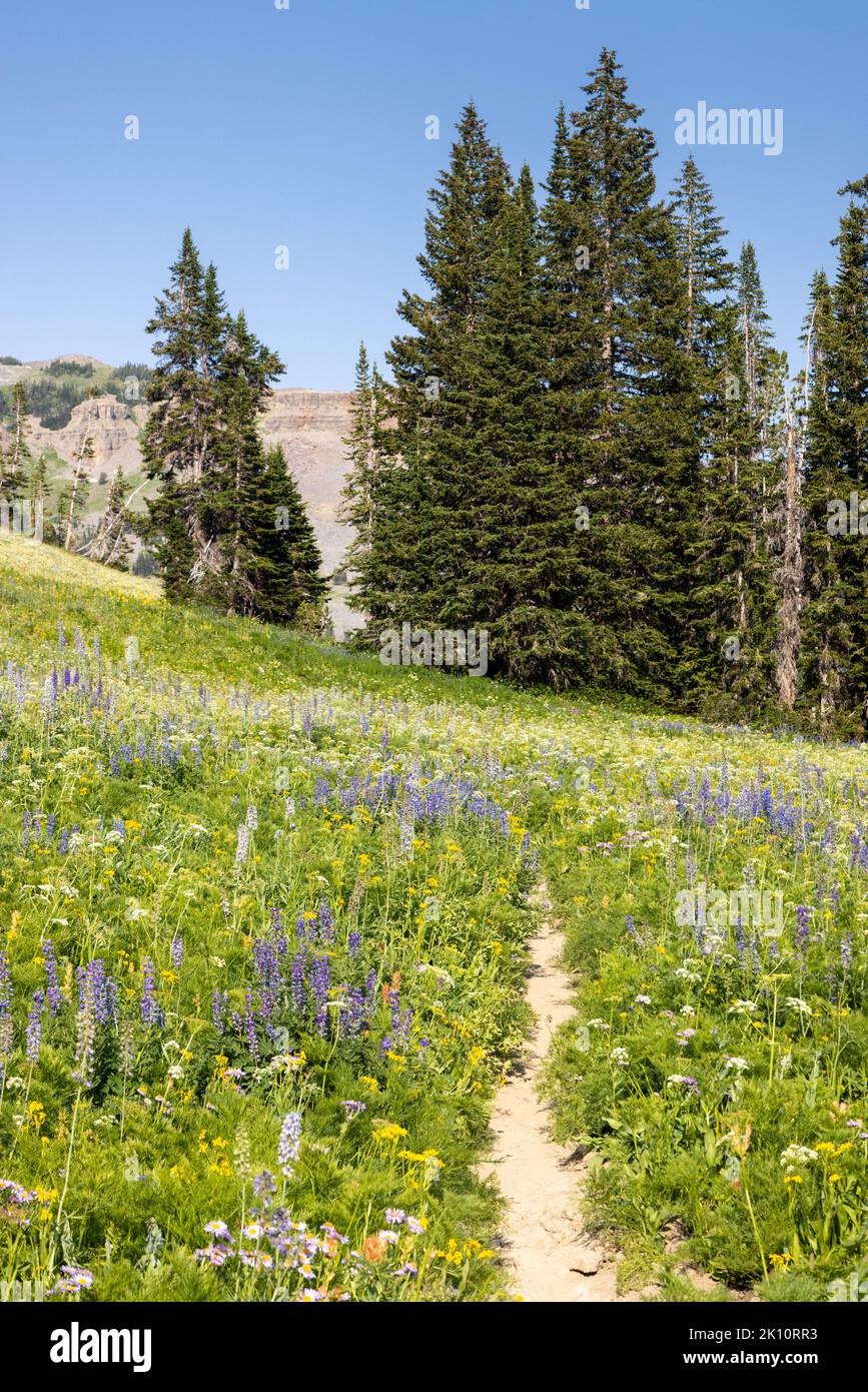 Zahlreiche Arten von Wildblumen säumen den Teton Crest Trail, wenn er aus dem Granite Canyon nördlich von Marion Lake aufsteigt. Grand Teton National Park, Wyomin Stockfoto