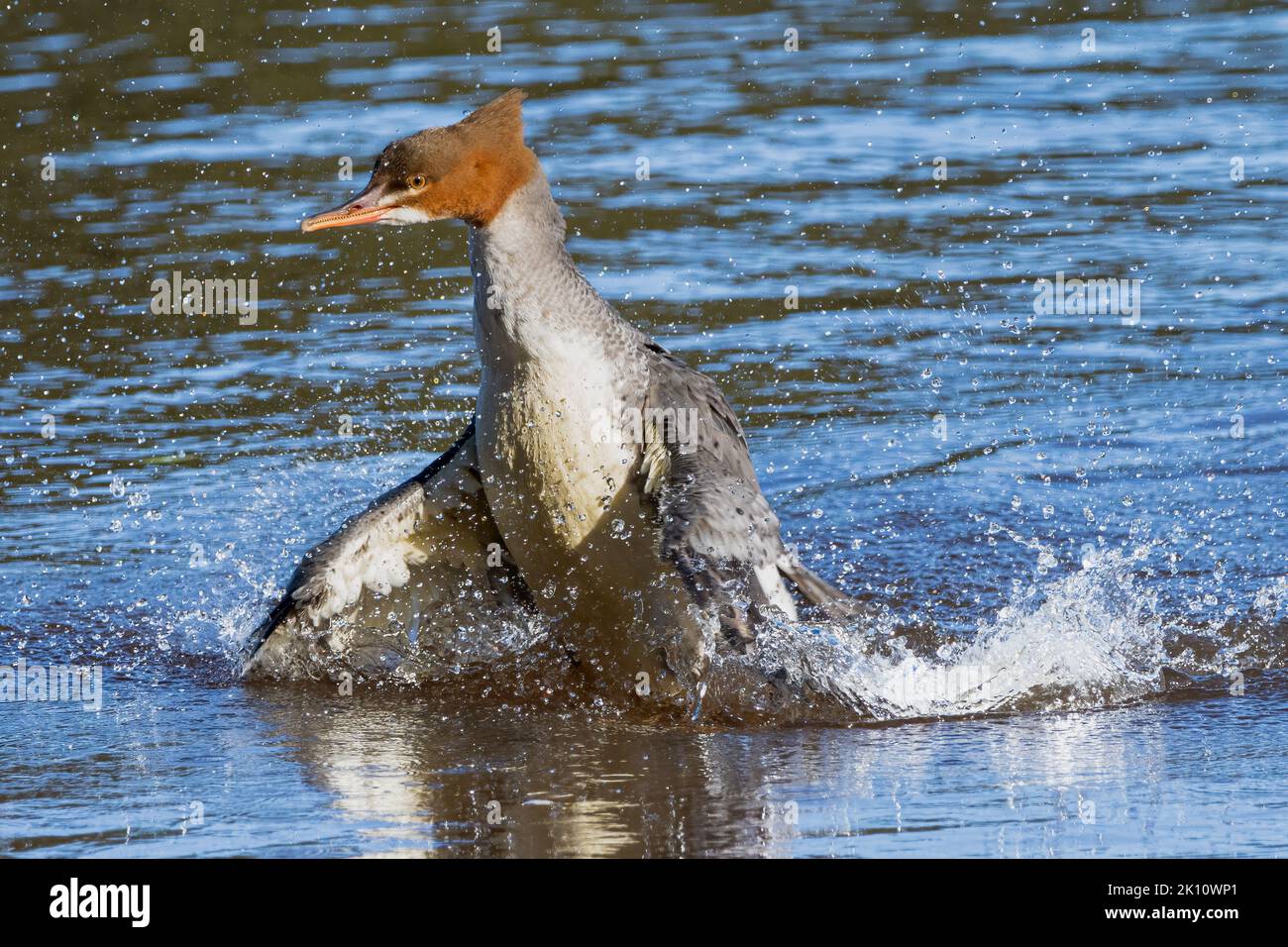 Goosander (Mergus merganser), der auf dem Fluss Tay in Perth, Perthshire, Schottland, plantscht. Stockfoto