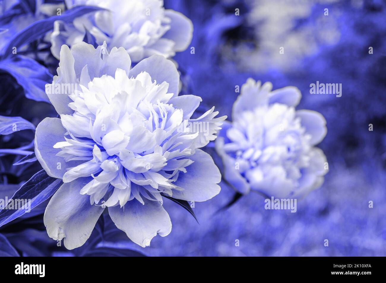 Bouquet von lila violetten Pfingstrosen Nahaufnahme auf einem verschwommenen grünen Hintergrund. Schönes, frisch geschnittenes Bouquet. Blühender Frühlingsgarten, getönte in der Farbe des Jahres 2022 sehr peri. Stockfoto