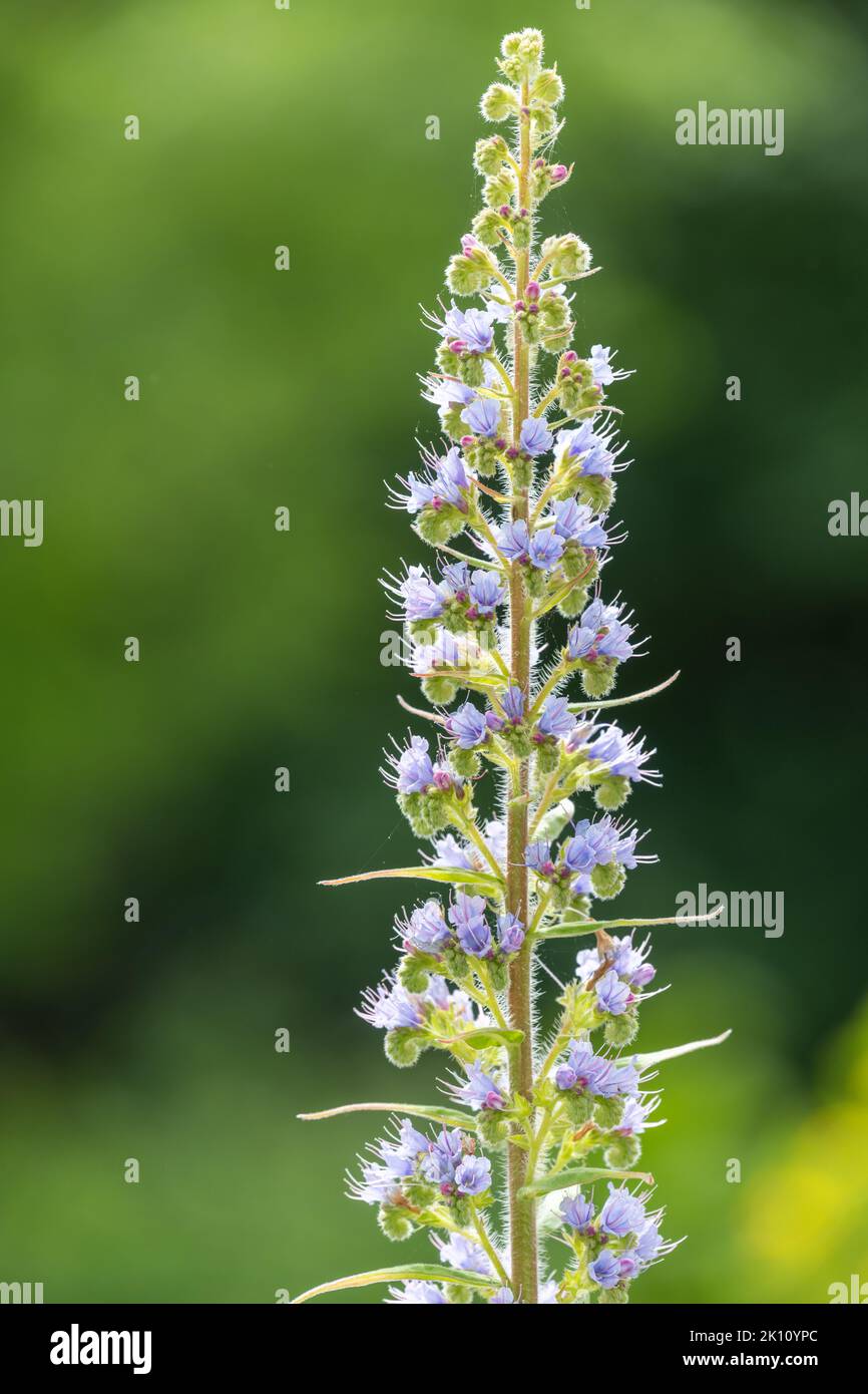 Nahaufnahme einer blühenden Riesenviper-Pflanze (echium pininana) Stockfoto