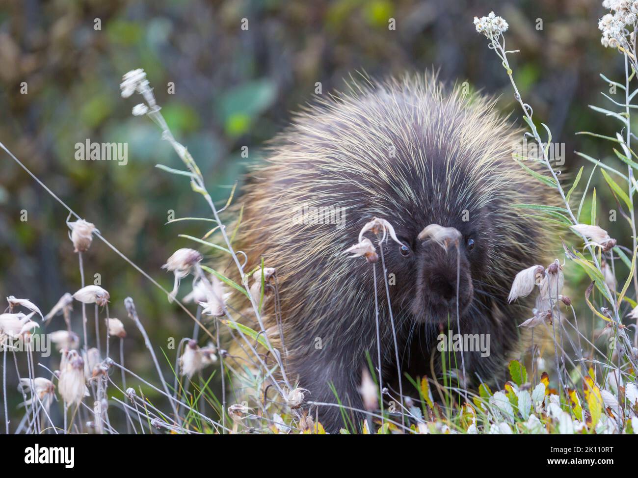 Wildes Stachelschwein, das im Sommer den Alaska Highway überquert. Kanada. Stockfoto