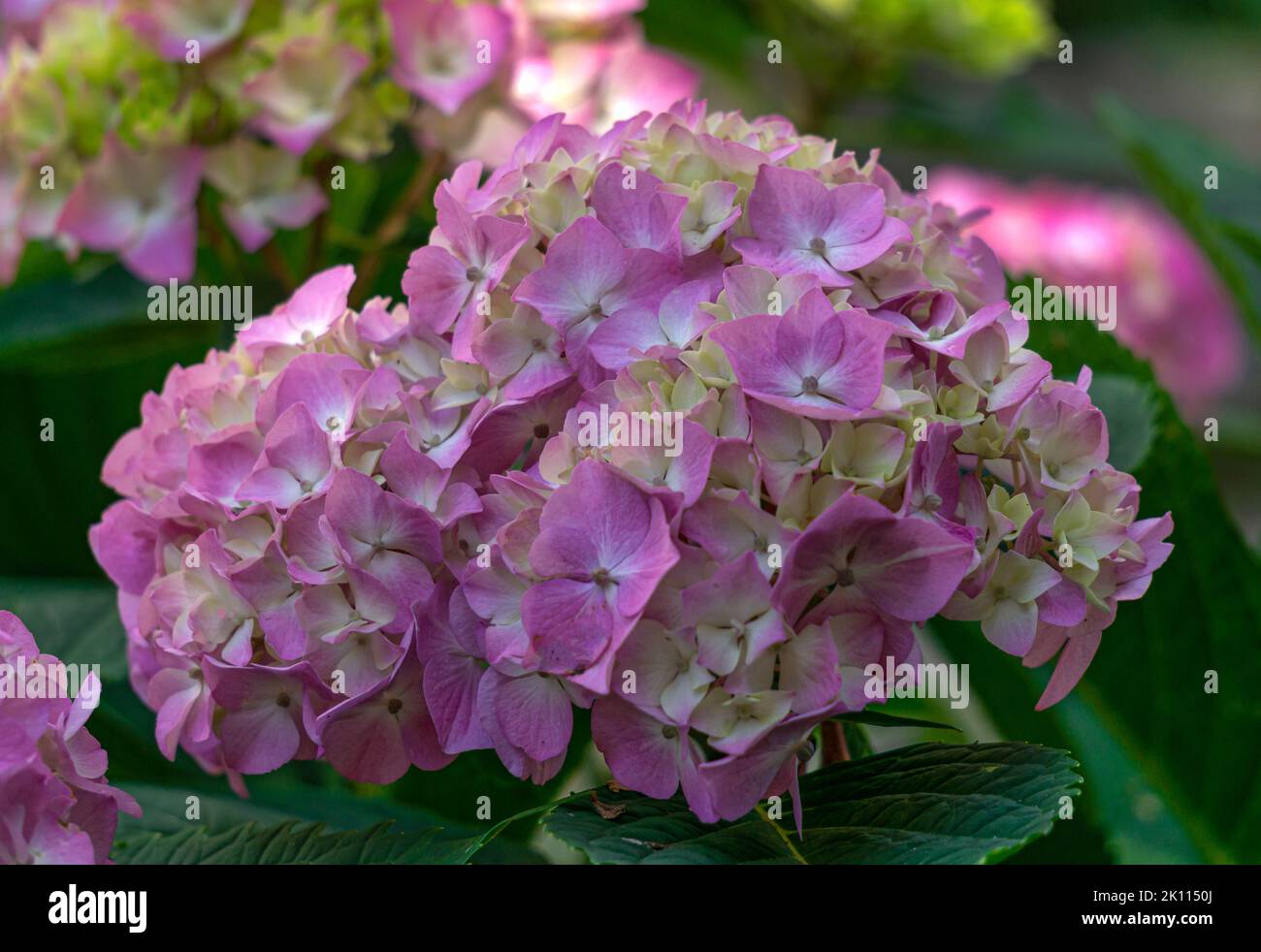 Schöne rosa Hortensien blüht im Sommergarten. Stockfoto