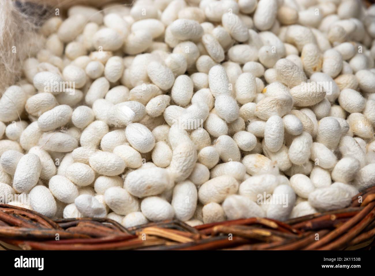 Kokons aus weißen Seidenraupen gezüchtet, um Seide, Rohseide zu produzieren Stockfoto