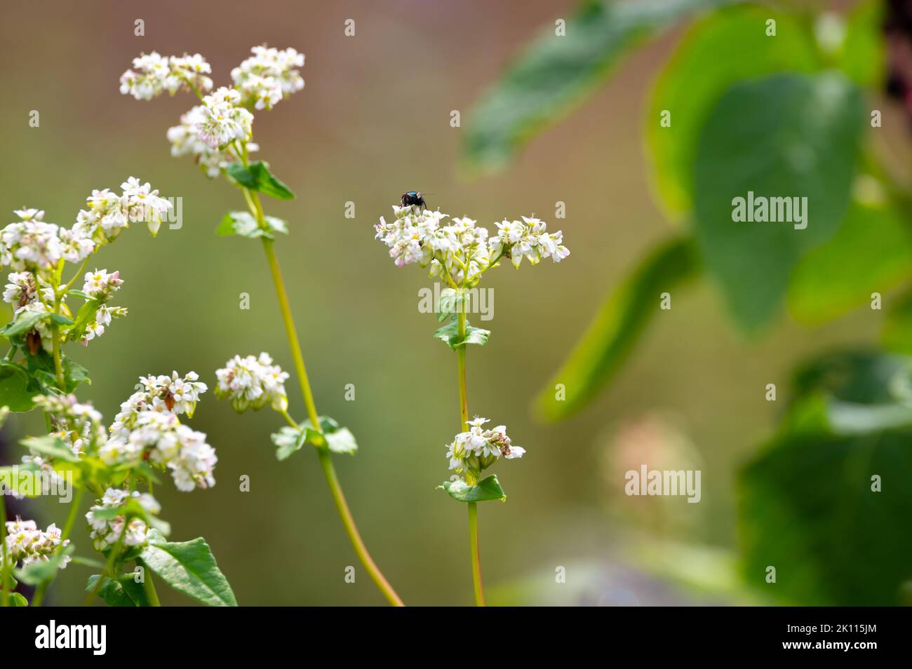 Sommerblüte von fagopyrum esculentum oder Buchweizen essbare Pflanze, gesunde vegetarische Nahrung Stockfoto