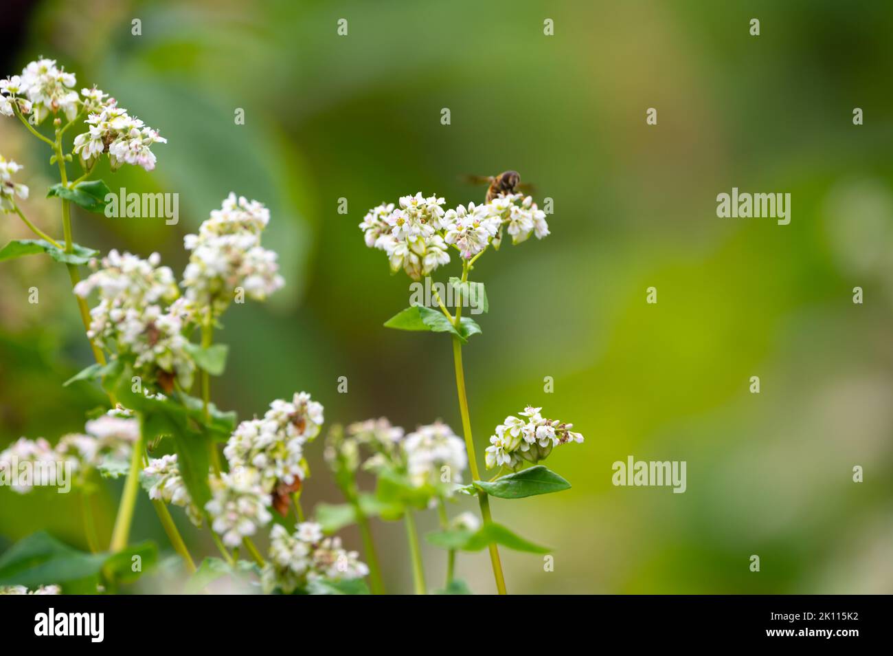 Sommerblüte von fagopyrum esculentum oder Buchweizen essbare Pflanze, gesunde vegetarische Nahrung Stockfoto