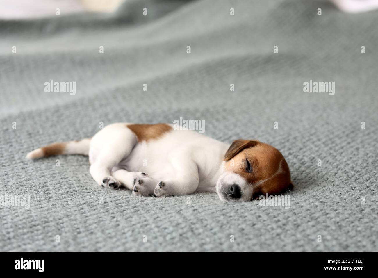 Niedlicher Welpe schläft auf dem Sofa Stockfoto