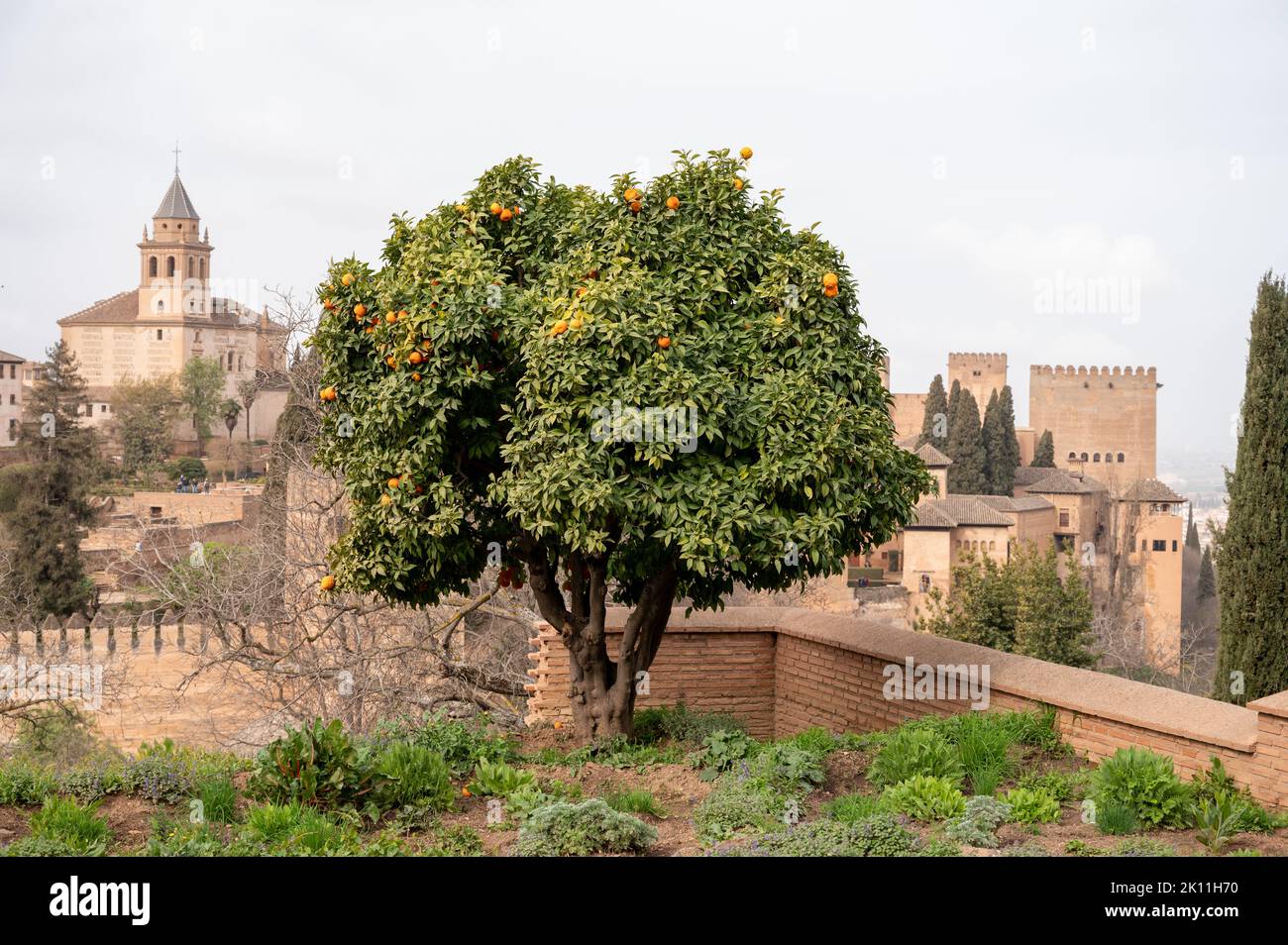 Blick auf einen grünen Orangenbaum mit reifen Zitrusfrüchten und die mittelalterliche Festung Alhambra in Granada, Andalusien, Spanien im Frühling Stockfoto