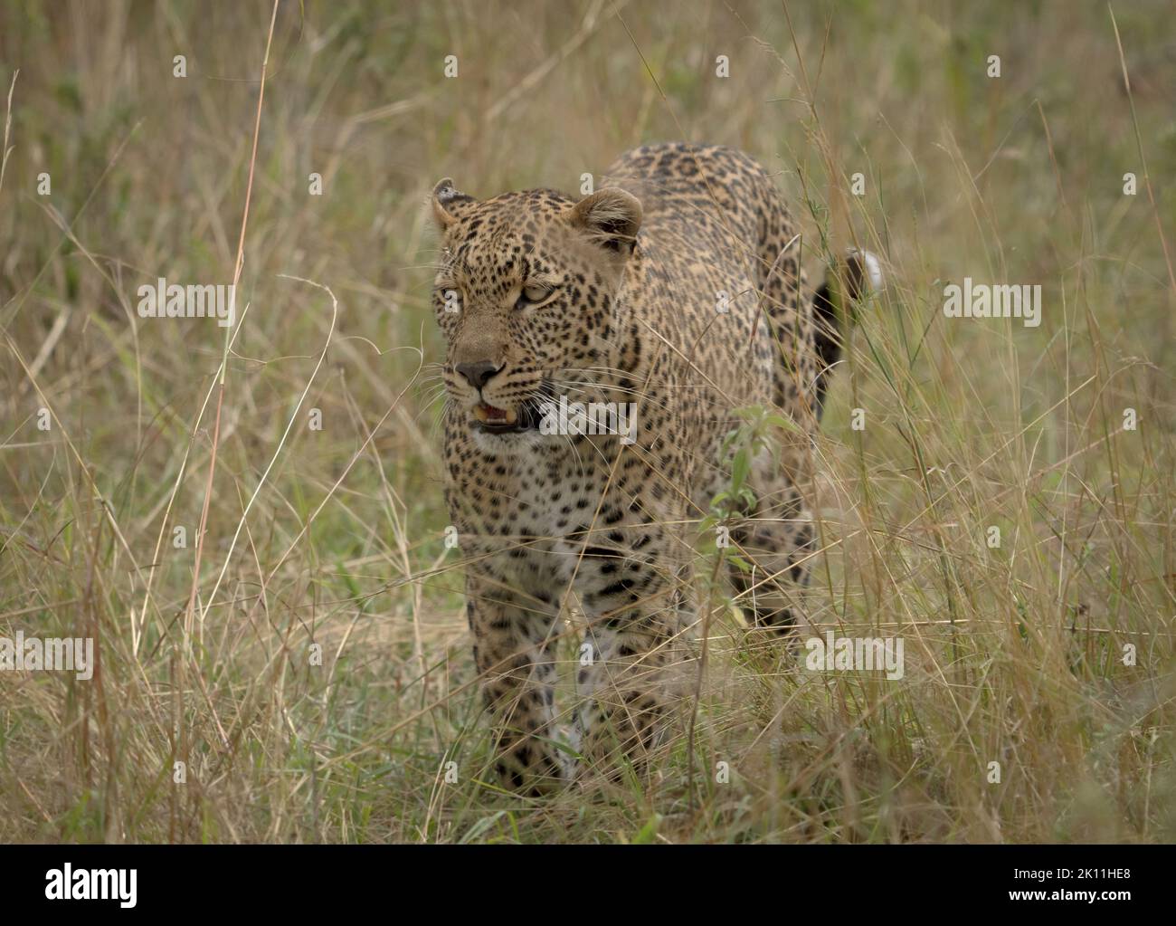 Leopard auf der Pirsch Stockfoto