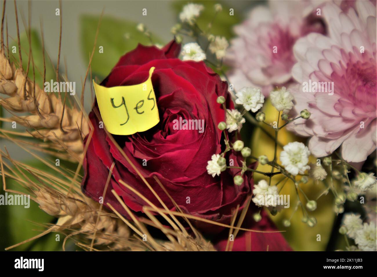 Dieses Bild erzählt eine klare Geschichte über eine enthusiastische Reaktion auf die Liebe. Stockfoto