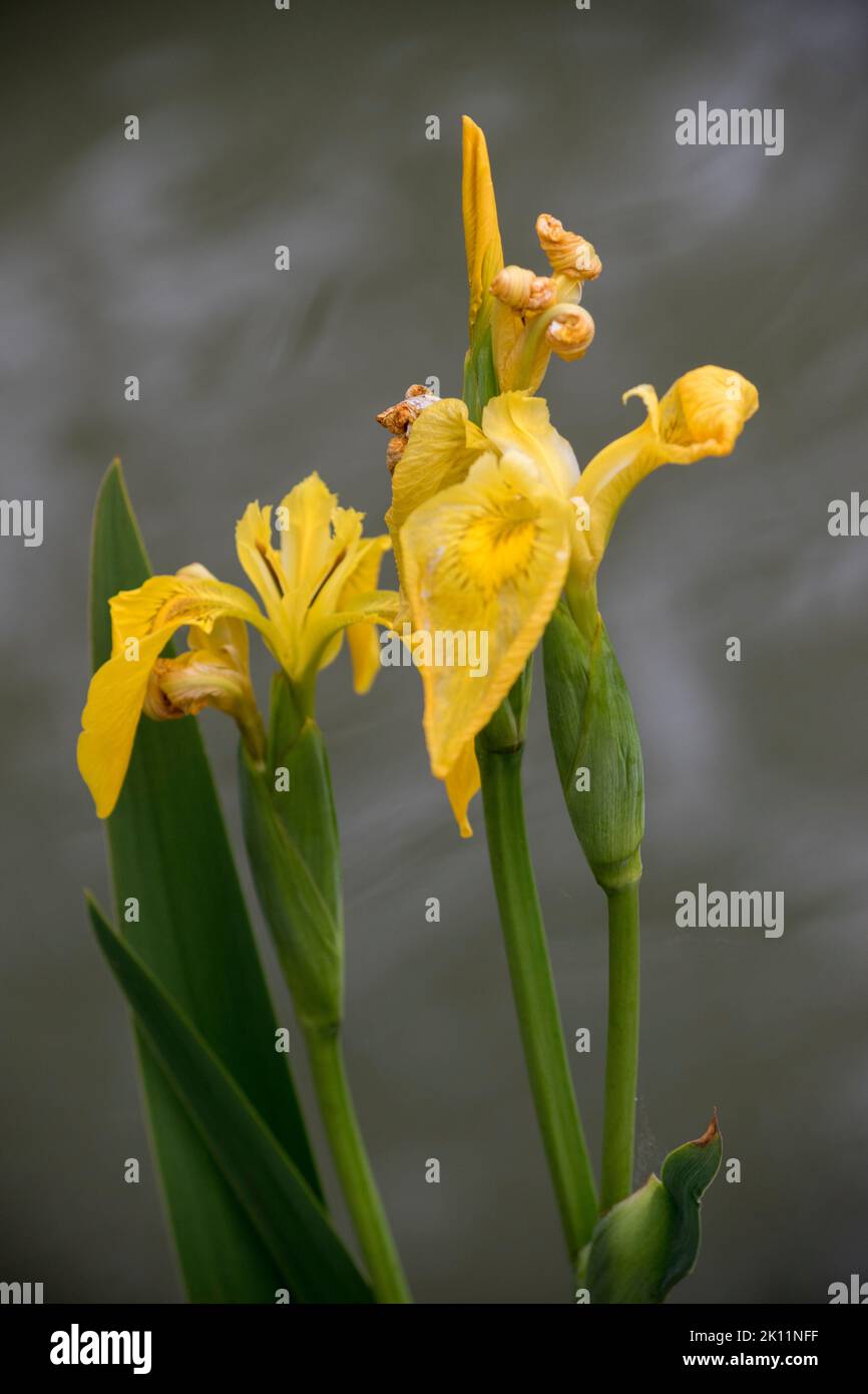 Gelbe große Blüten einer Canna Indica Stockfoto