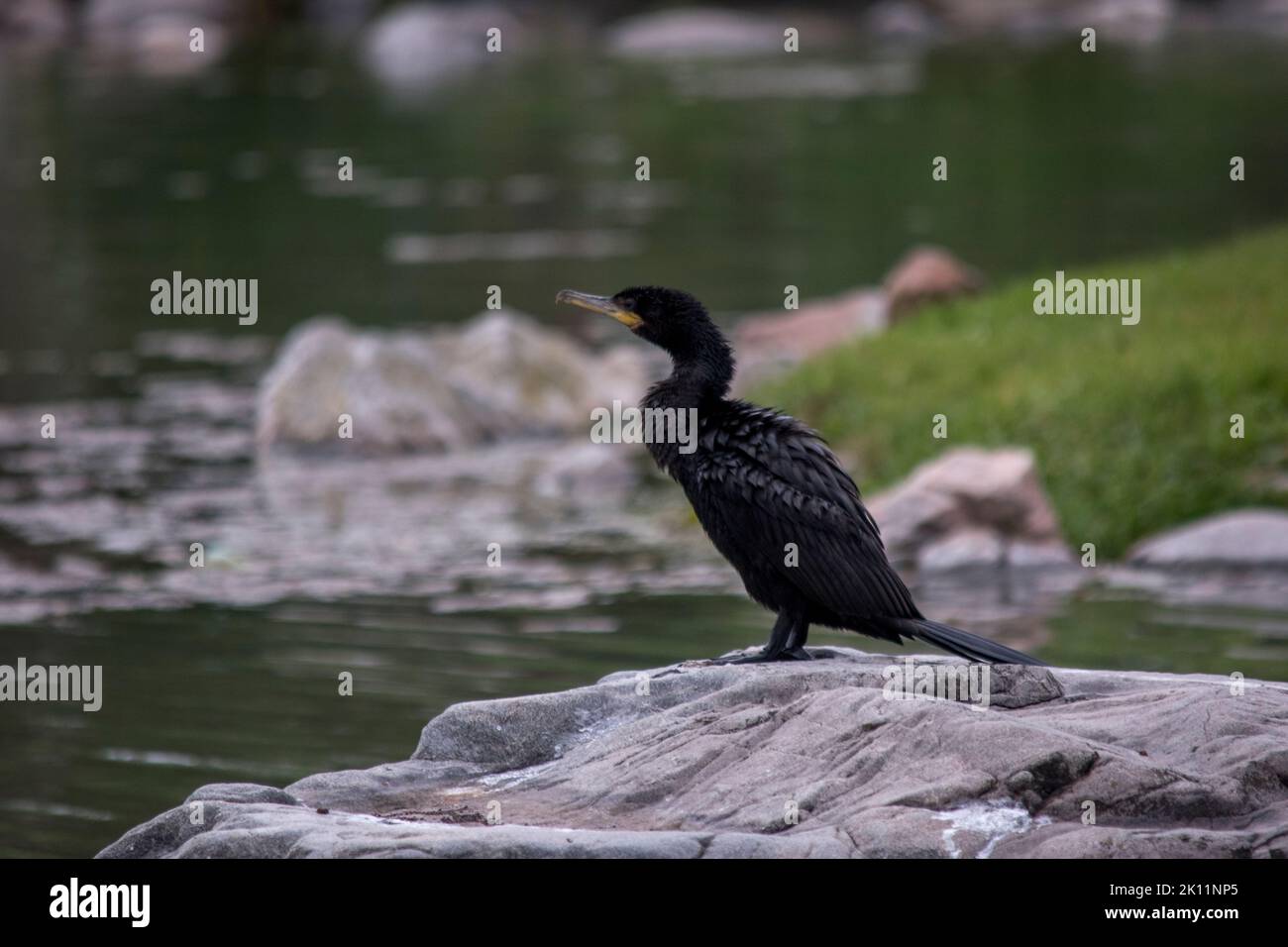 Schwarzer Vogel auf der Flussseite. Phalacrocorax carbo Stockfoto