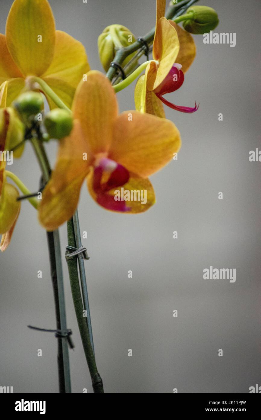 Schöne und elegante gelbe Orchidee Stockfoto