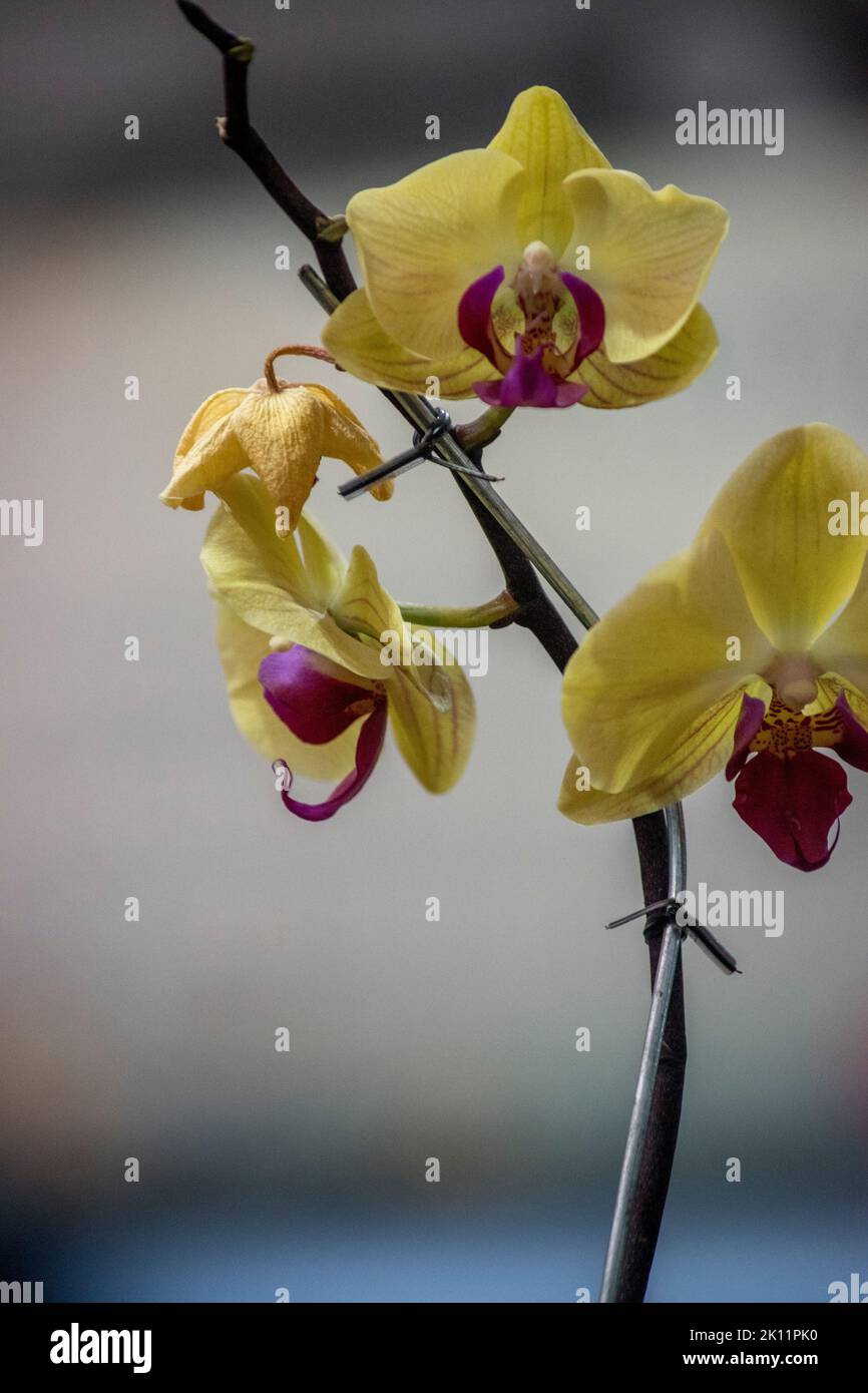 Schöne und elegante gelbe Orchidee Stockfoto