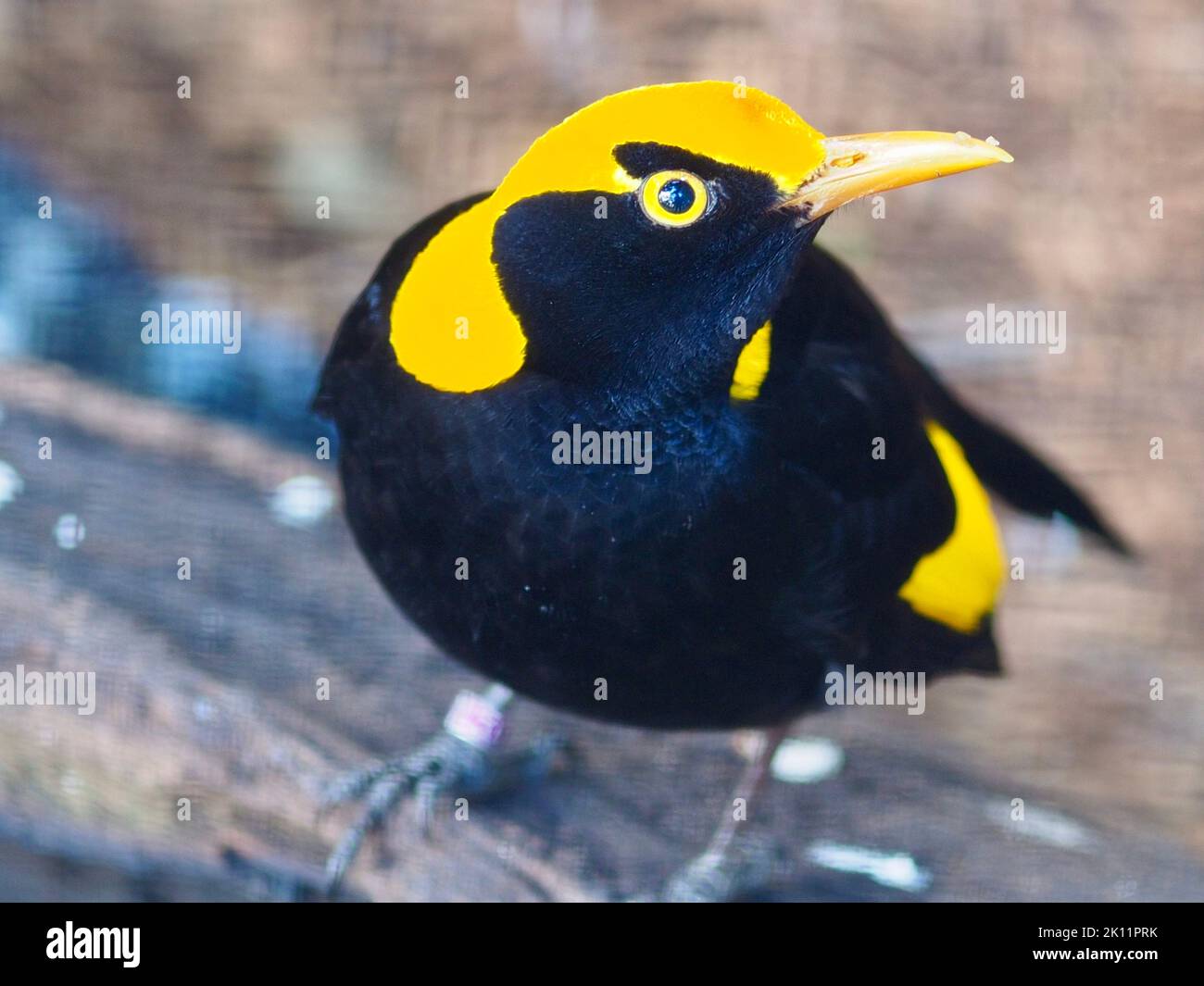 Attraktiver, fesselnder Regent-Bogenvögel mit auffallendem gelben und schwarzen Gefieder. Stockfoto