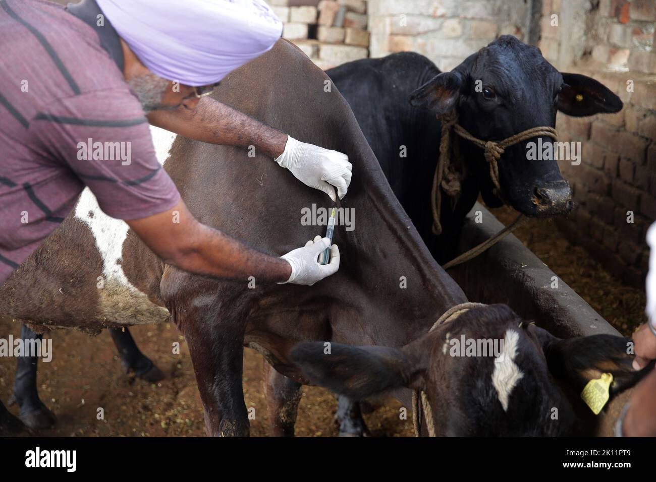 Amritsar, Indien. 14. September 2022. Ein Tierarzt impft eine Kuh gegen die klumpige Hauterkrankung in einem Dorf in Punjab, Indien, 14. September 2022. In den letzten viereinhalb Monaten sind in Indien mehr als 57.000 Rinder an der klumpigen Hautkrankheit (LSD) gestorben, die sich im südasiatischen Land weiter ausbreitet. Zu den betroffenen Gebieten gehören die Hauptstadtregion Delhi sowie die Bundesstaaten Haryana, Punjab, Gujarat, Rajasthan, Uttar Pradesh und Andhra Pradesh. Quelle: Str/Xinhua/Alamy Live News Stockfoto