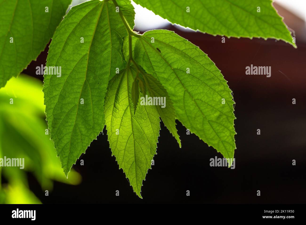 Die kleinen grünen Blätter der Kirsch- oder Muntingia calabura-Pflanze werden transparent, wenn sie dem Sonnenlicht ausgesetzt werden, dem Hintergrund einer dunklen Umgebung Stockfoto