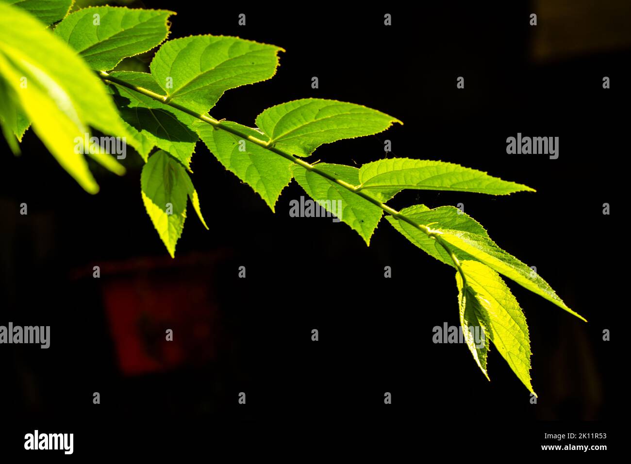 Die kleinen grünen Blätter der Kirsch- oder Muntingia calabura-Pflanze werden transparent, wenn sie dem Sonnenlicht ausgesetzt werden, dem Hintergrund einer dunklen Umgebung Stockfoto