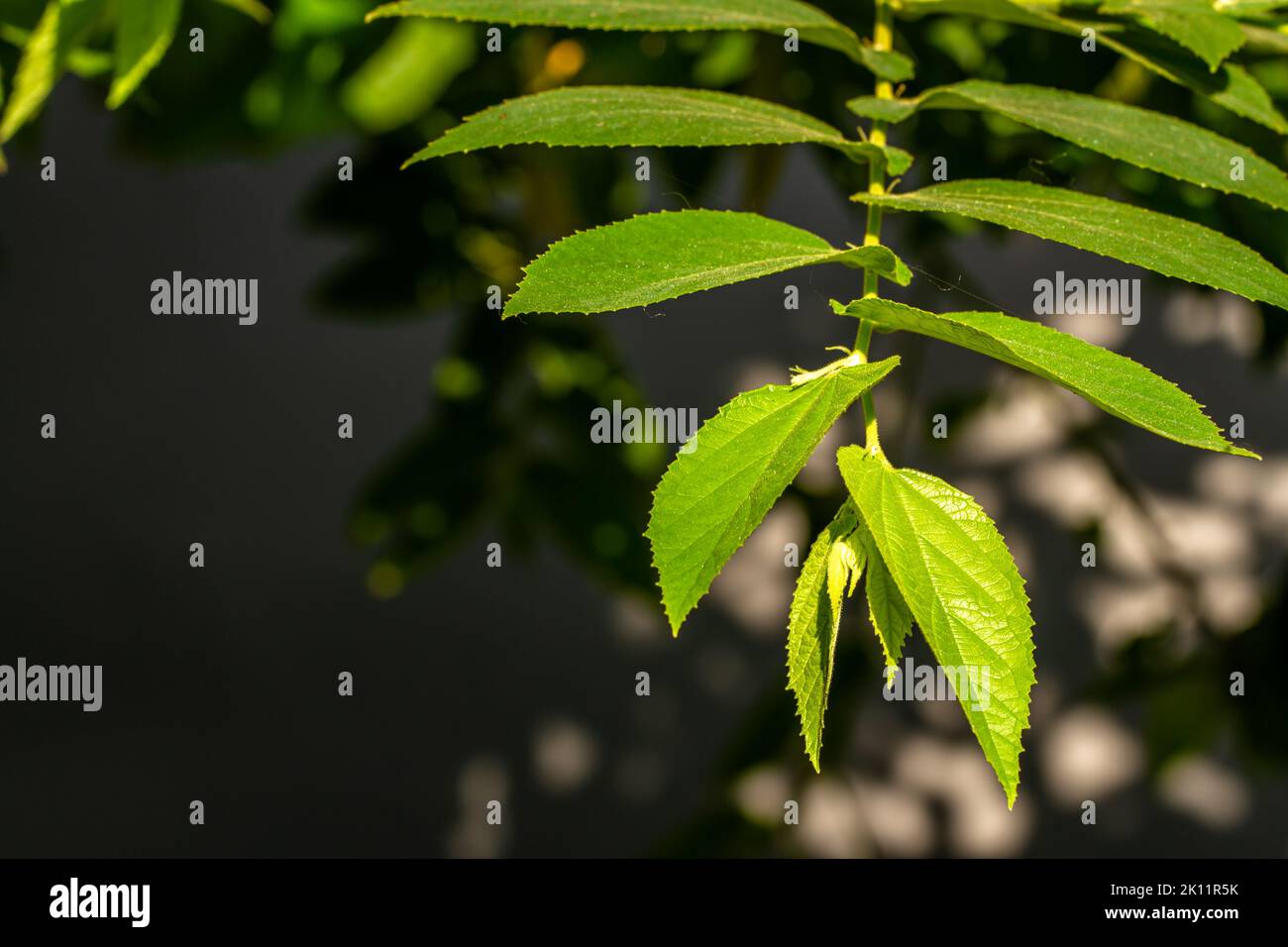 Die kleinen grünen Blätter der Kirsch- oder Muntingia calabura-Pflanze werden transparent, wenn sie dem Sonnenlicht ausgesetzt werden, dem Hintergrund einer dunklen Umgebung Stockfoto