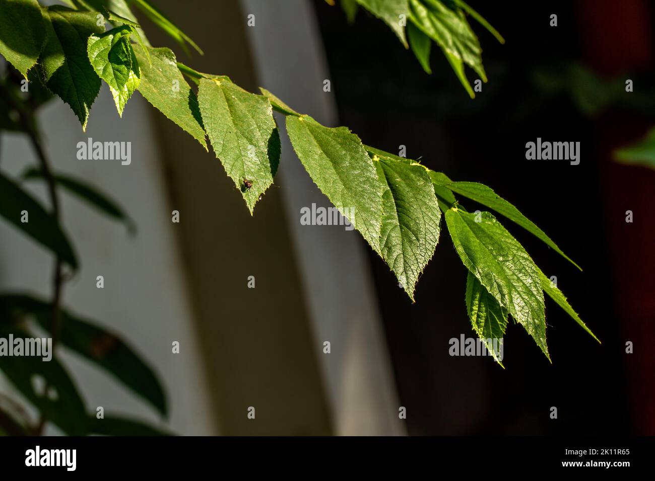 Die kleinen grünen Blätter der Kirsch- oder Muntingia calabura-Pflanze werden transparent, wenn sie dem Sonnenlicht ausgesetzt werden, dem Hintergrund einer dunklen Umgebung Stockfoto