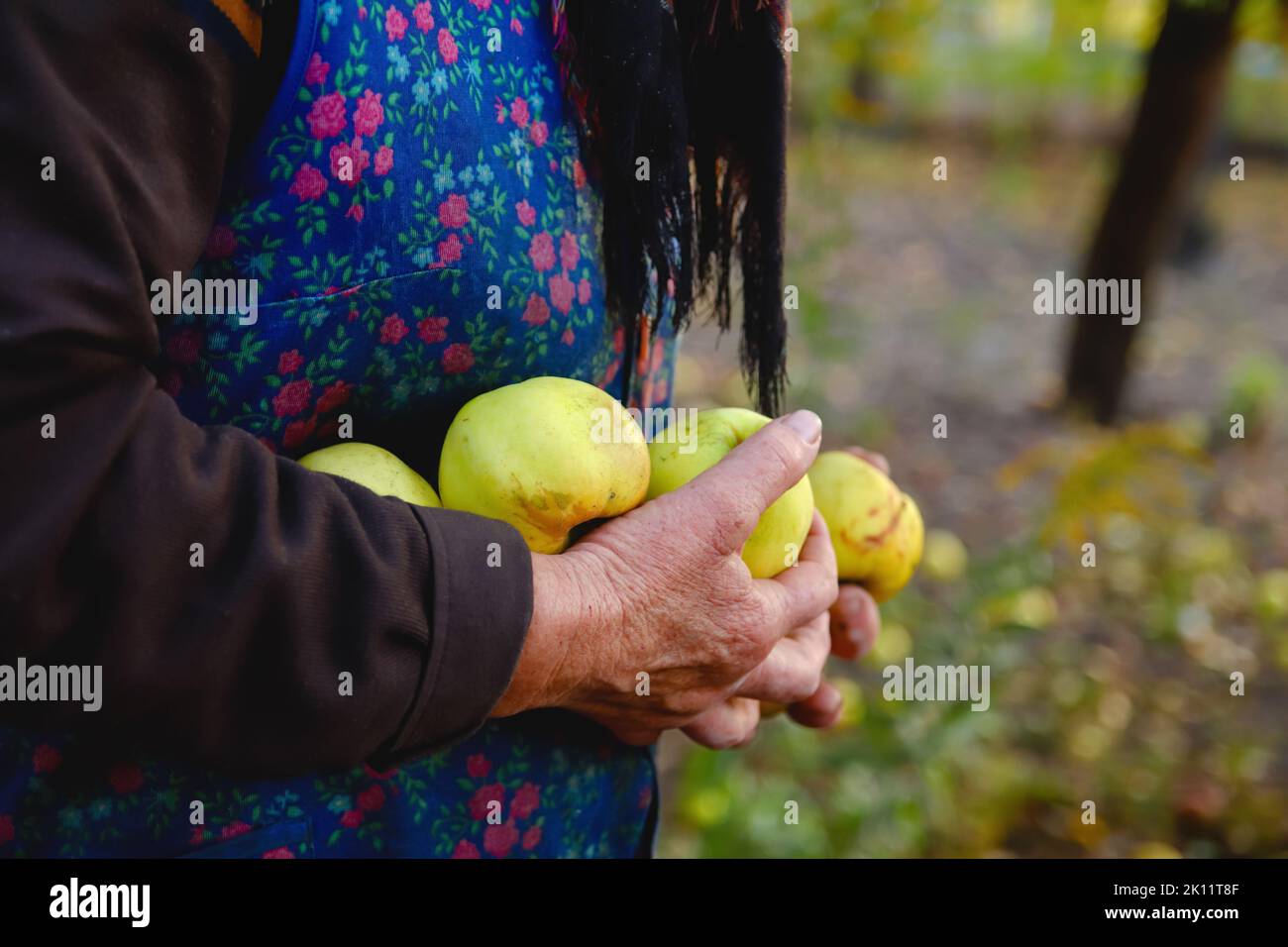 Defokussieren Sie die alte Frau mit gelben Äpfeln. Hände einer alten Frau mit grünen Äpfeln. Das Konzept der Landwirtschaft. Seniorentag. Unvollkommene Früchte. Apple Farm Stockfoto