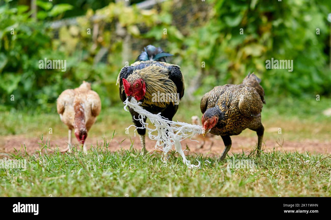 Lustige freilaufende Hühner, die Nudeln essen. Stockfoto