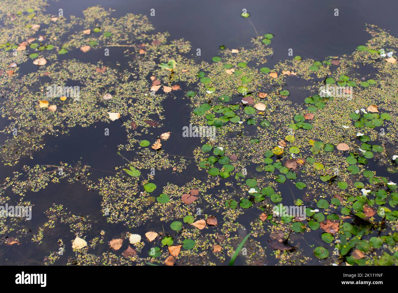 Teich im Herbst, Fotos von Wasser und Entenkraut. Vorderansicht. Stockfoto