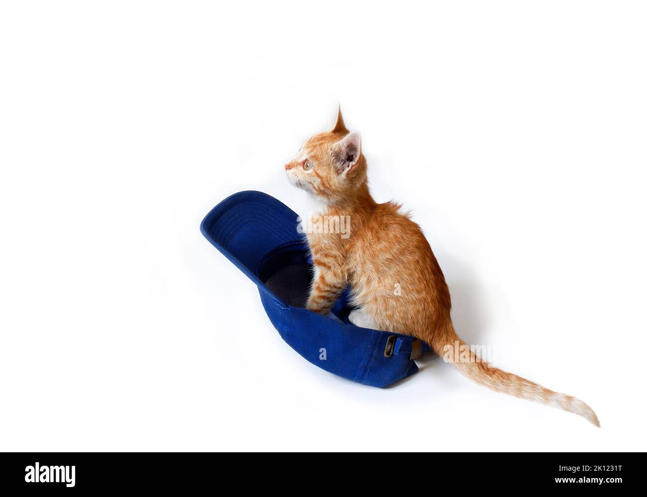 Rotes Kätzchen sitzt in einer blauen Baseballmütze auf weißem Hintergrund. Stockfoto