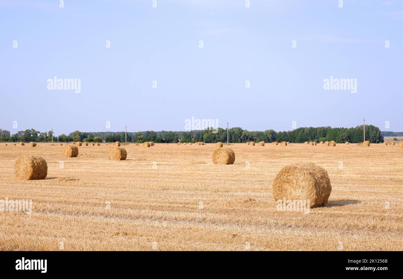 Strohrollen auf dem Feld nach der Weizenernte. Stockfoto