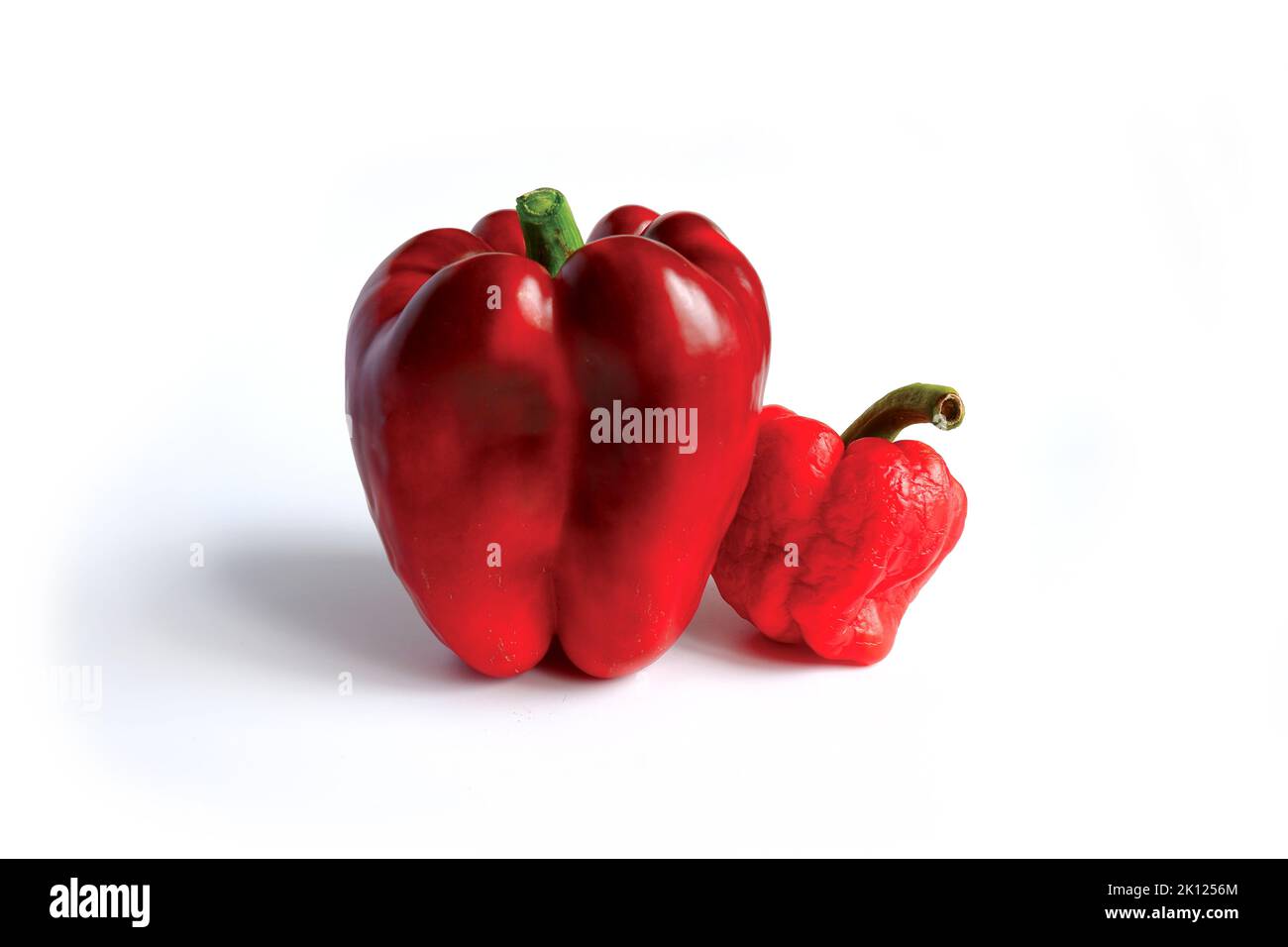 Großer frischer, glatter, dunkelroter Pfeffer und ein kleiner, alter, schlaff geschrumpfter, kleiner Pfeffer auf weißem Grund. Stockfoto