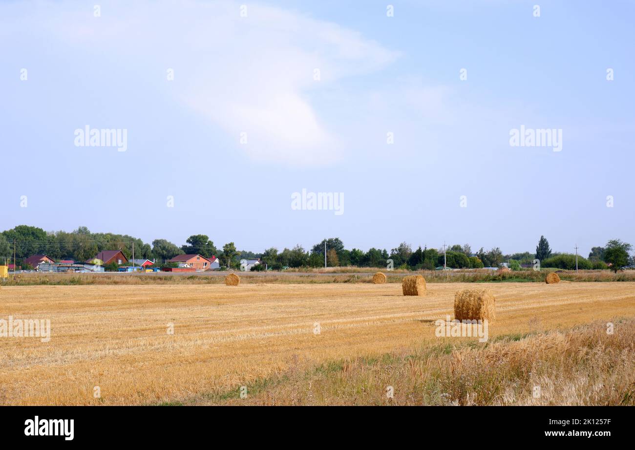 Strohrollen auf dem Feld nach der Weizenernte vor dem Hintergrund von Dorfhäusern. Stockfoto