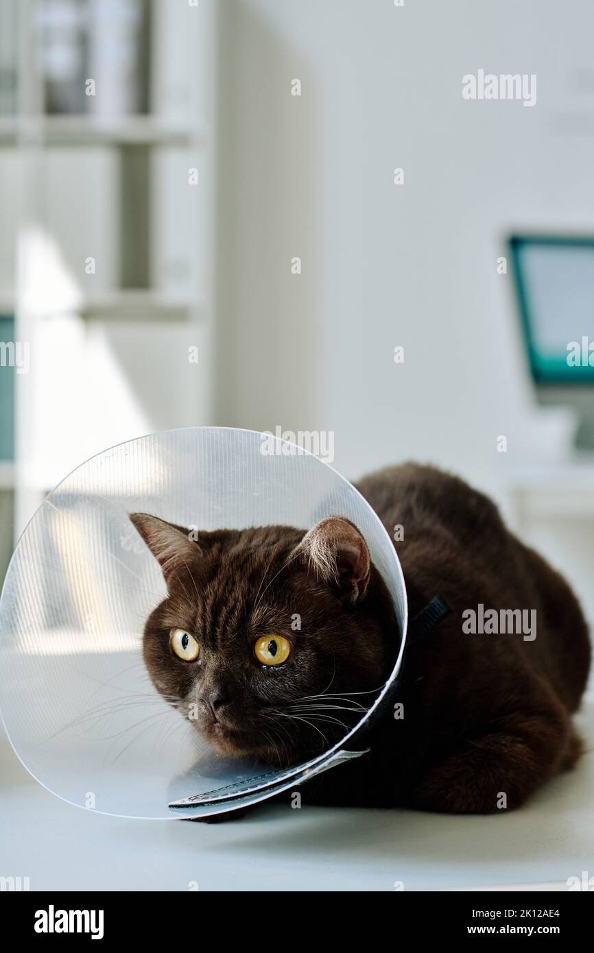 Nahaufnahme einer Hauskatze im medizinischen Halsband, das auf dem Tisch in der Tierarztklinik sitzt Stockfoto